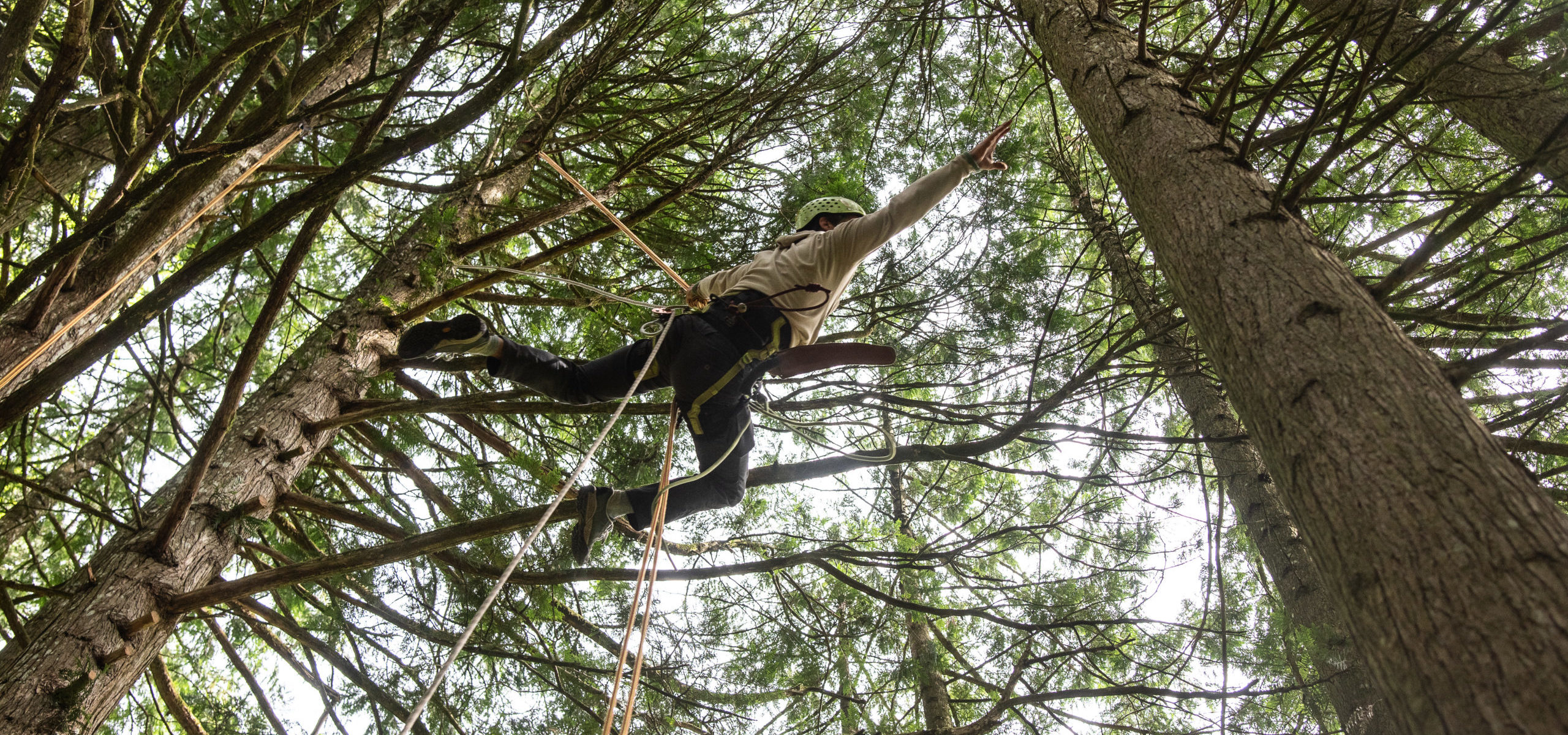CONFÉRENCE : L’ARBRE & LES FORESTIERS EN PÉRIL