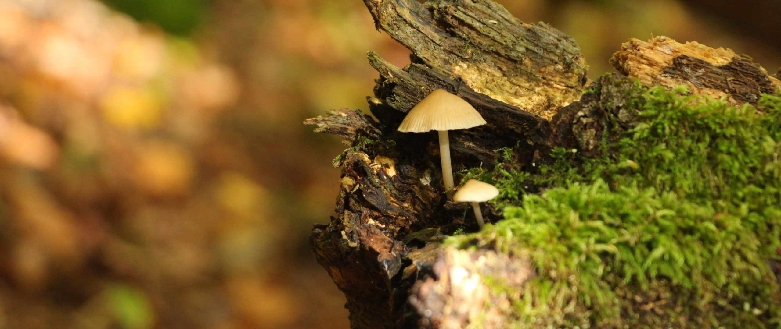 ENTRE LES BRANCHES